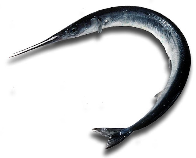 aguja