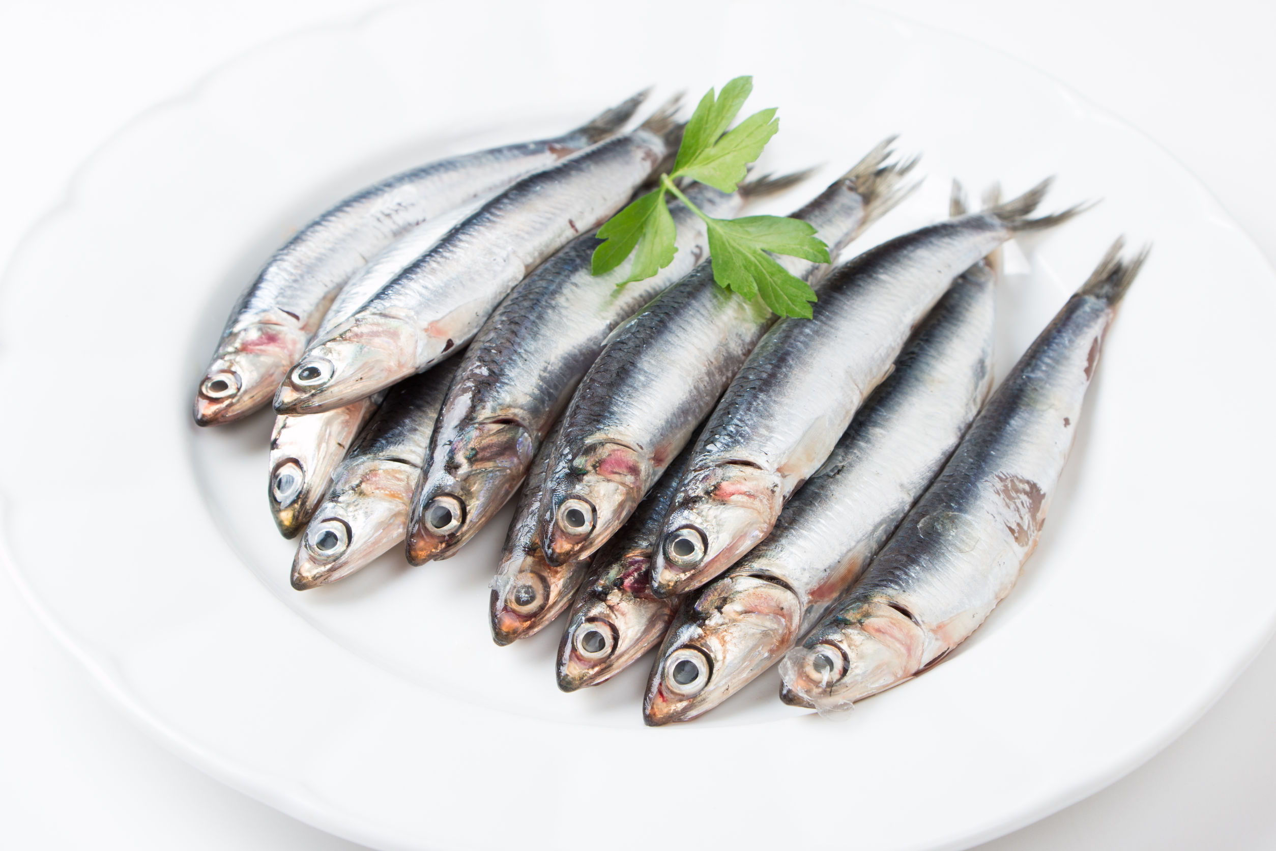 32759618 - fresh anchovies with parsley in a dish