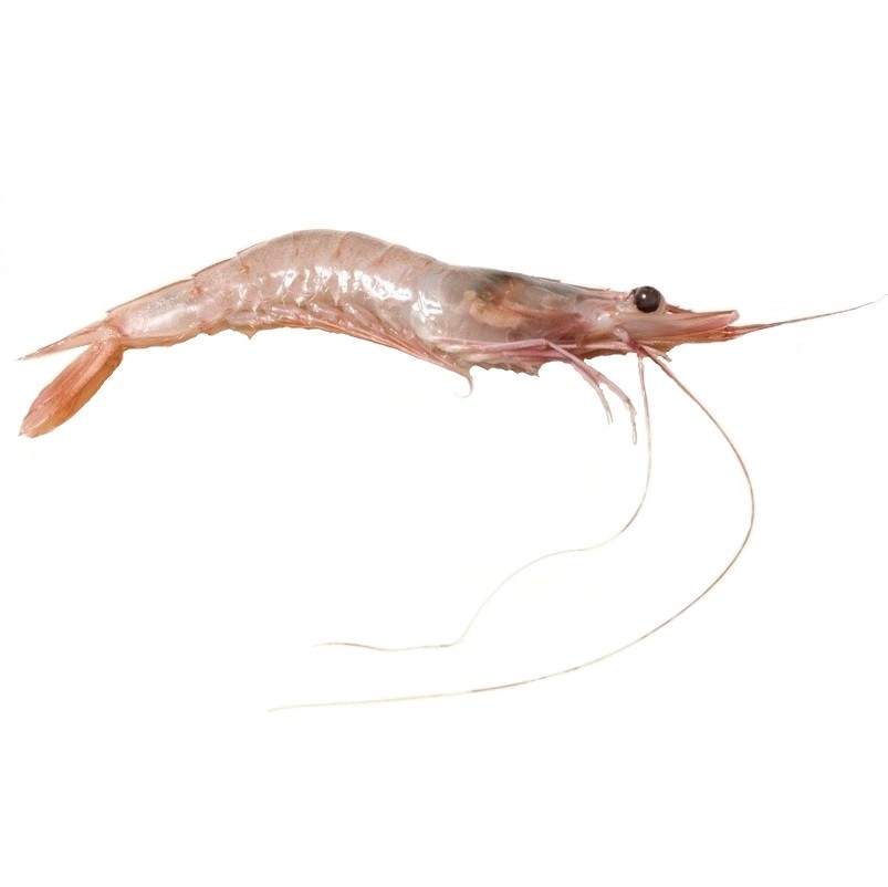 gamba