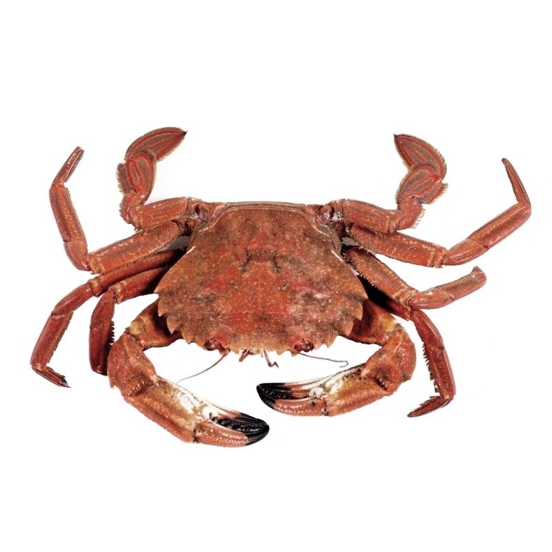 necora